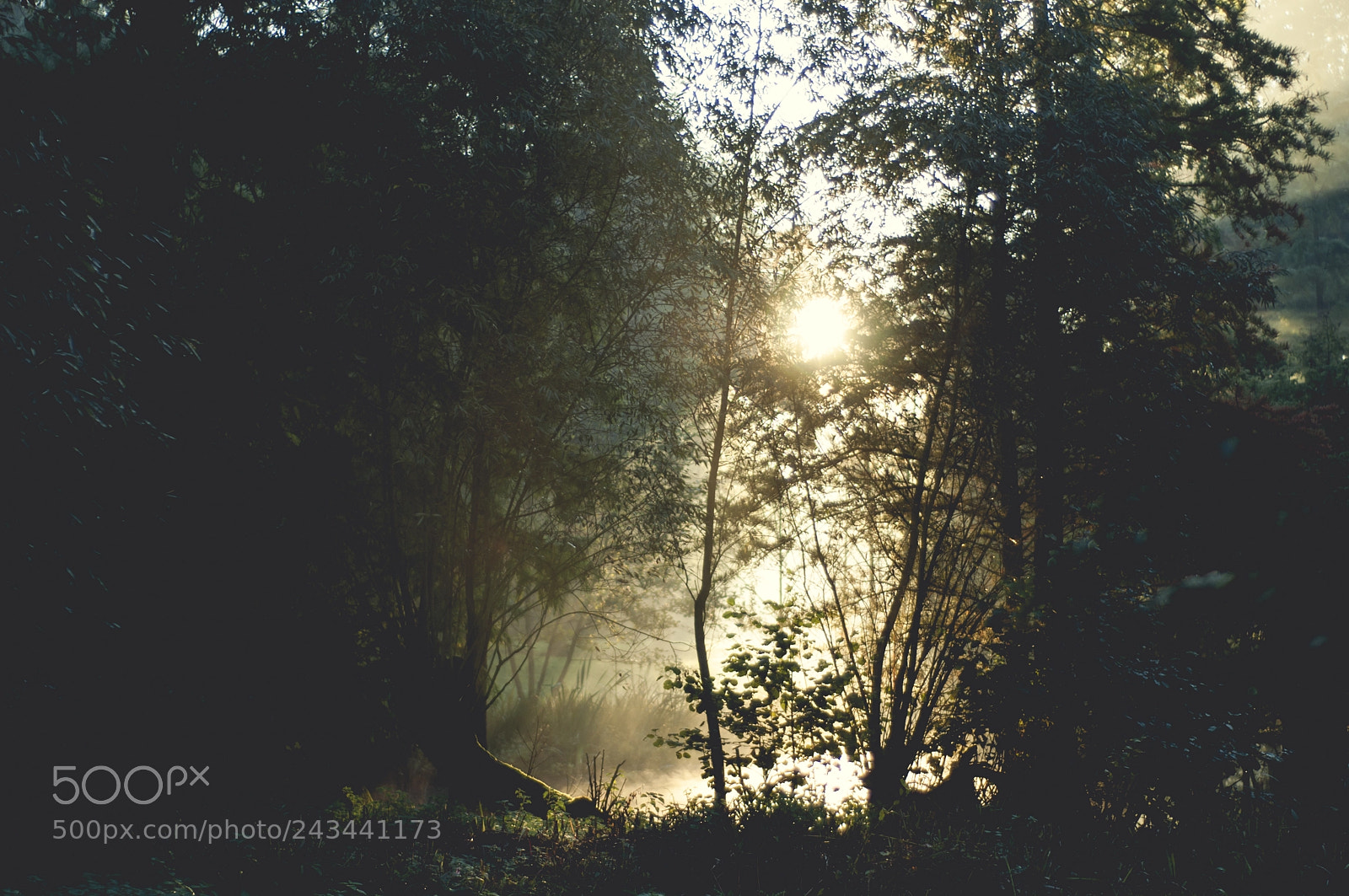 Nikon D90 sample photo. Morning sunlight photography