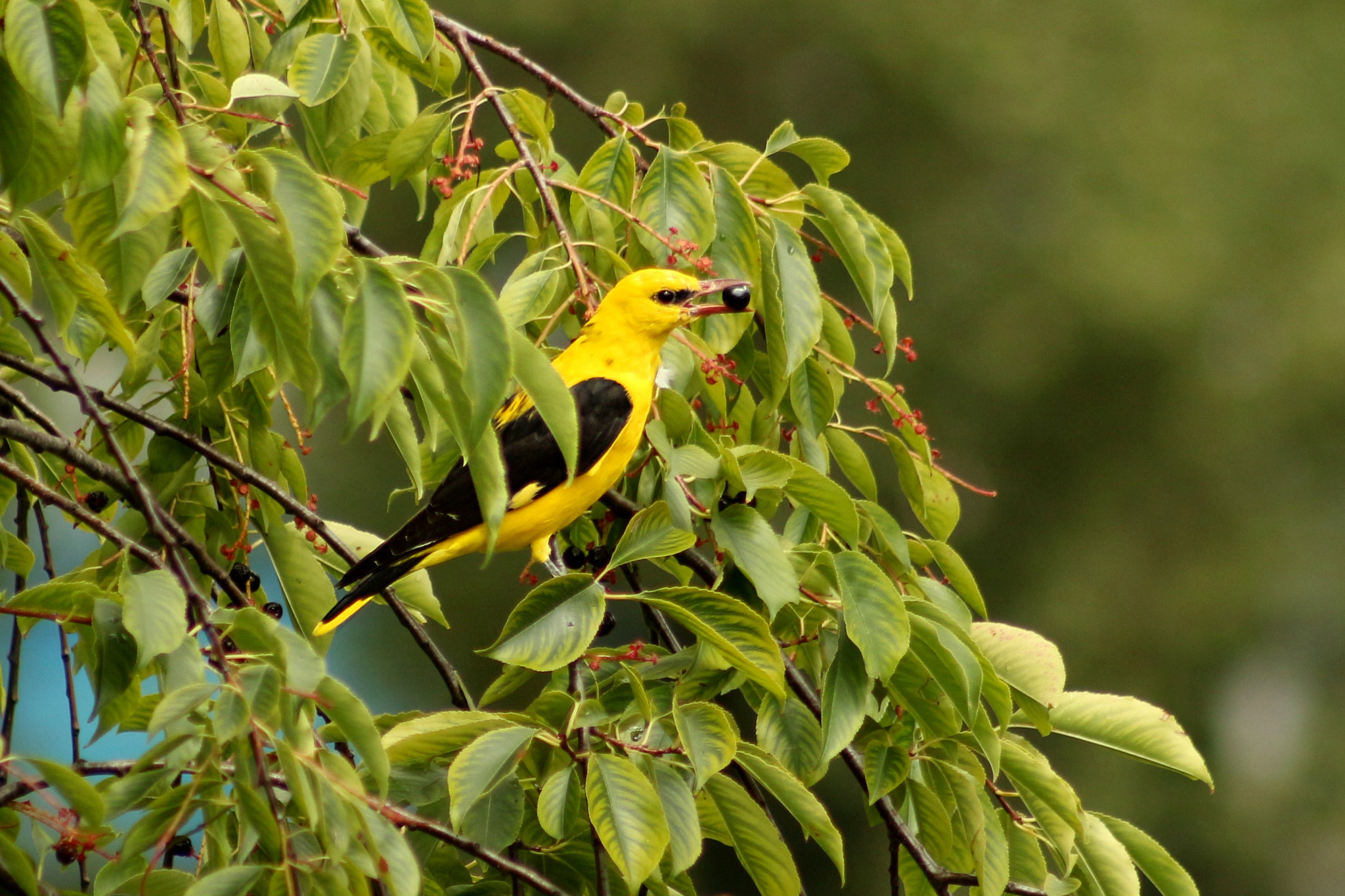 Canon EF 75-300mm f/4-5.6 USM sample photo. Male oriole photography