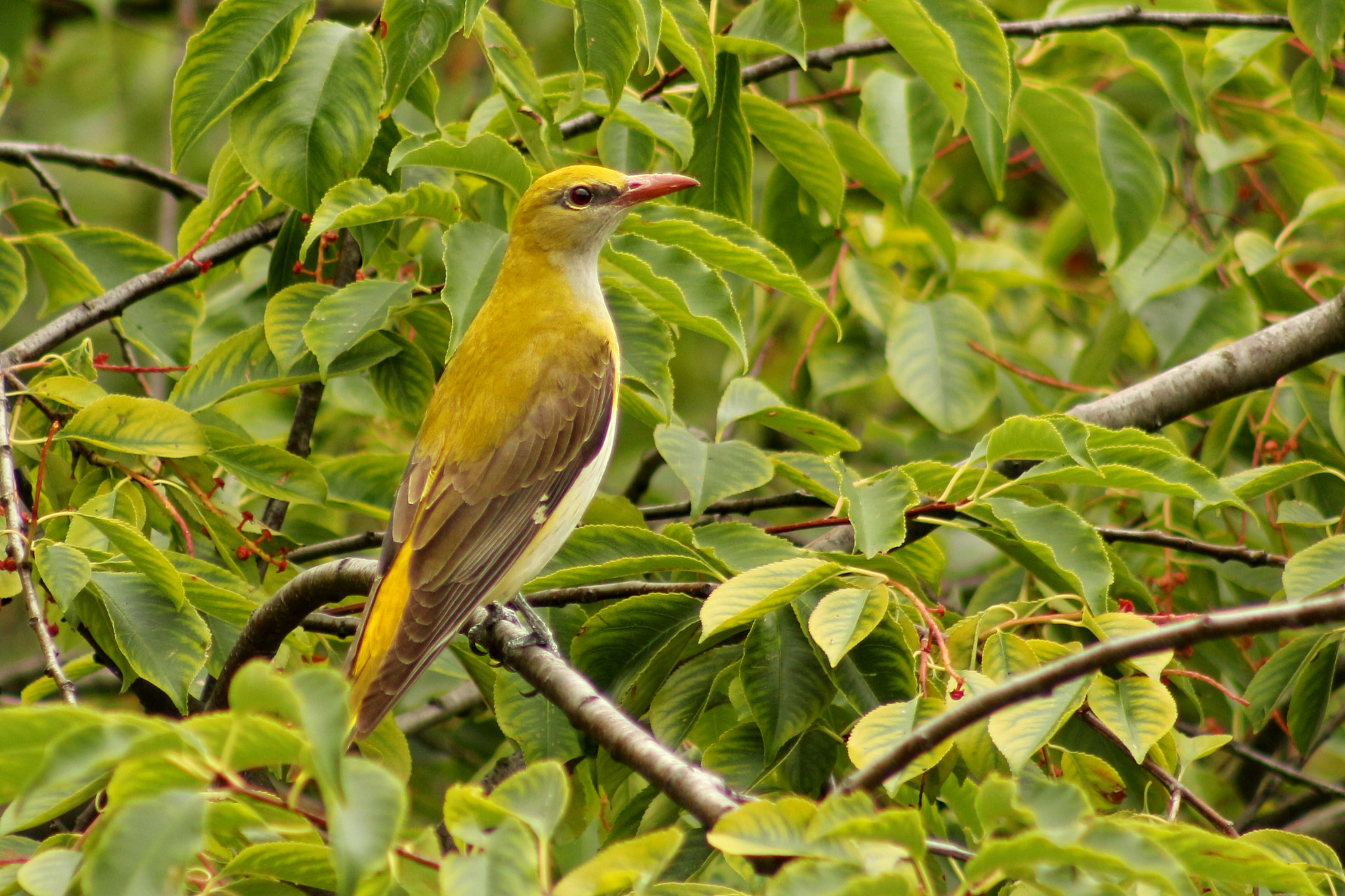 Canon EF 75-300mm f/4-5.6 USM sample photo. Female oriole photography