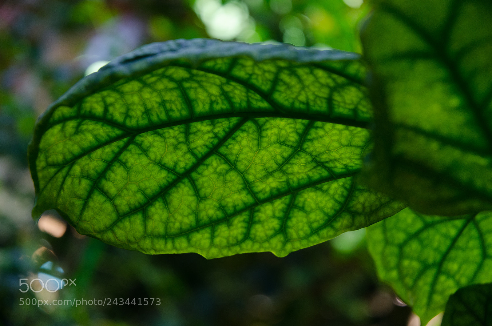 Nikon D5100 sample photo. 288 photography