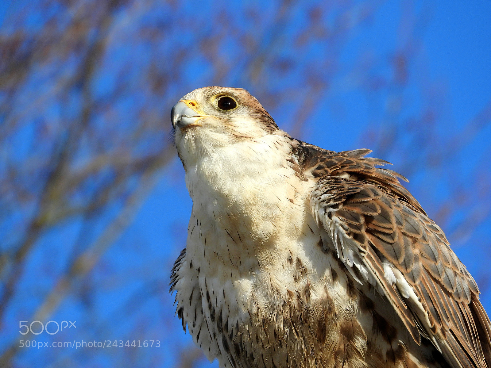 Nikon Coolpix B700 sample photo. An amazing saker falcon photography
