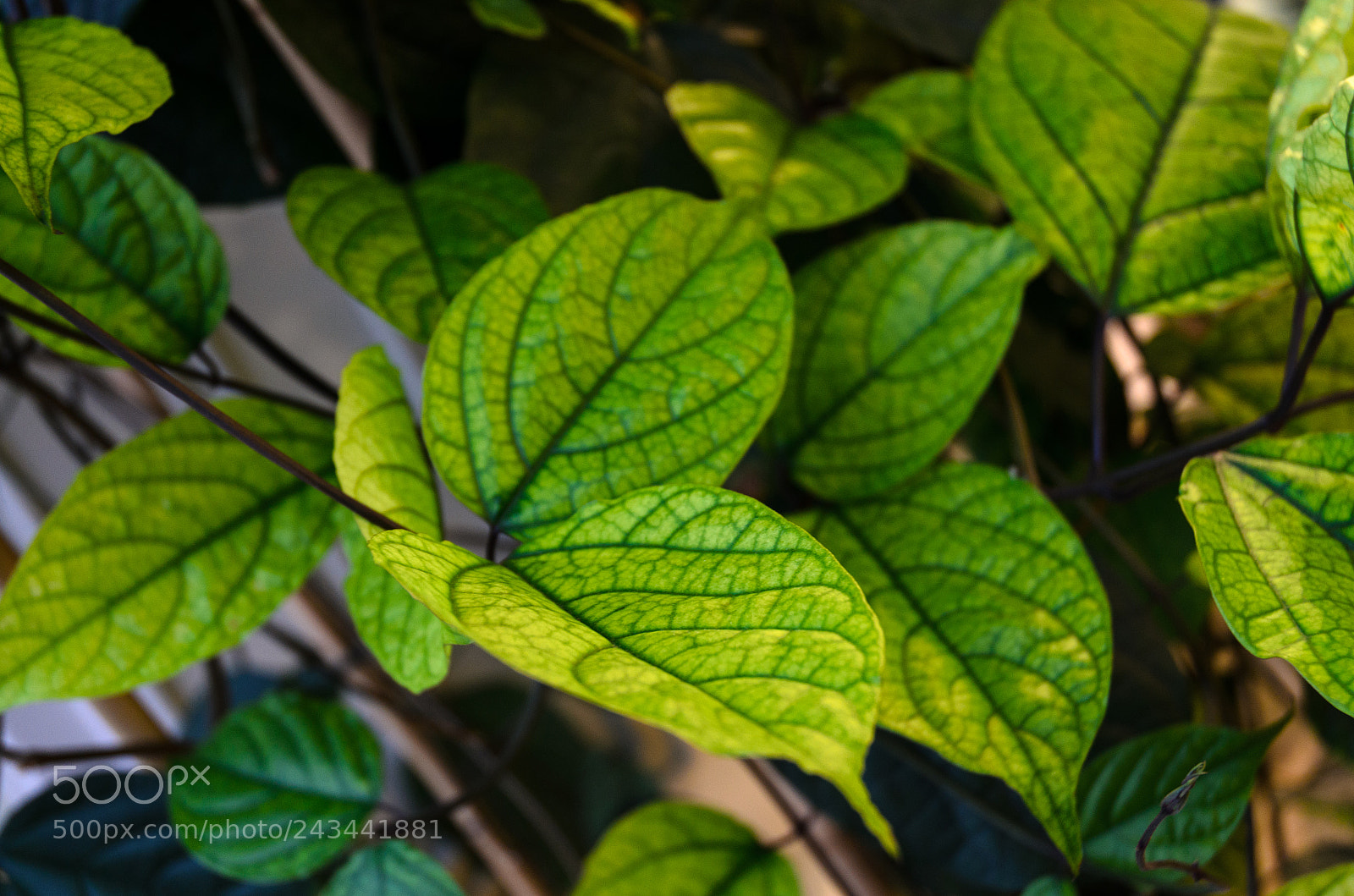 Nikon D5100 sample photo. 289 photography