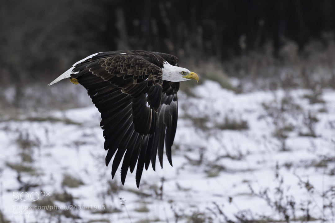 Nikon D4S sample photo. In flight photography