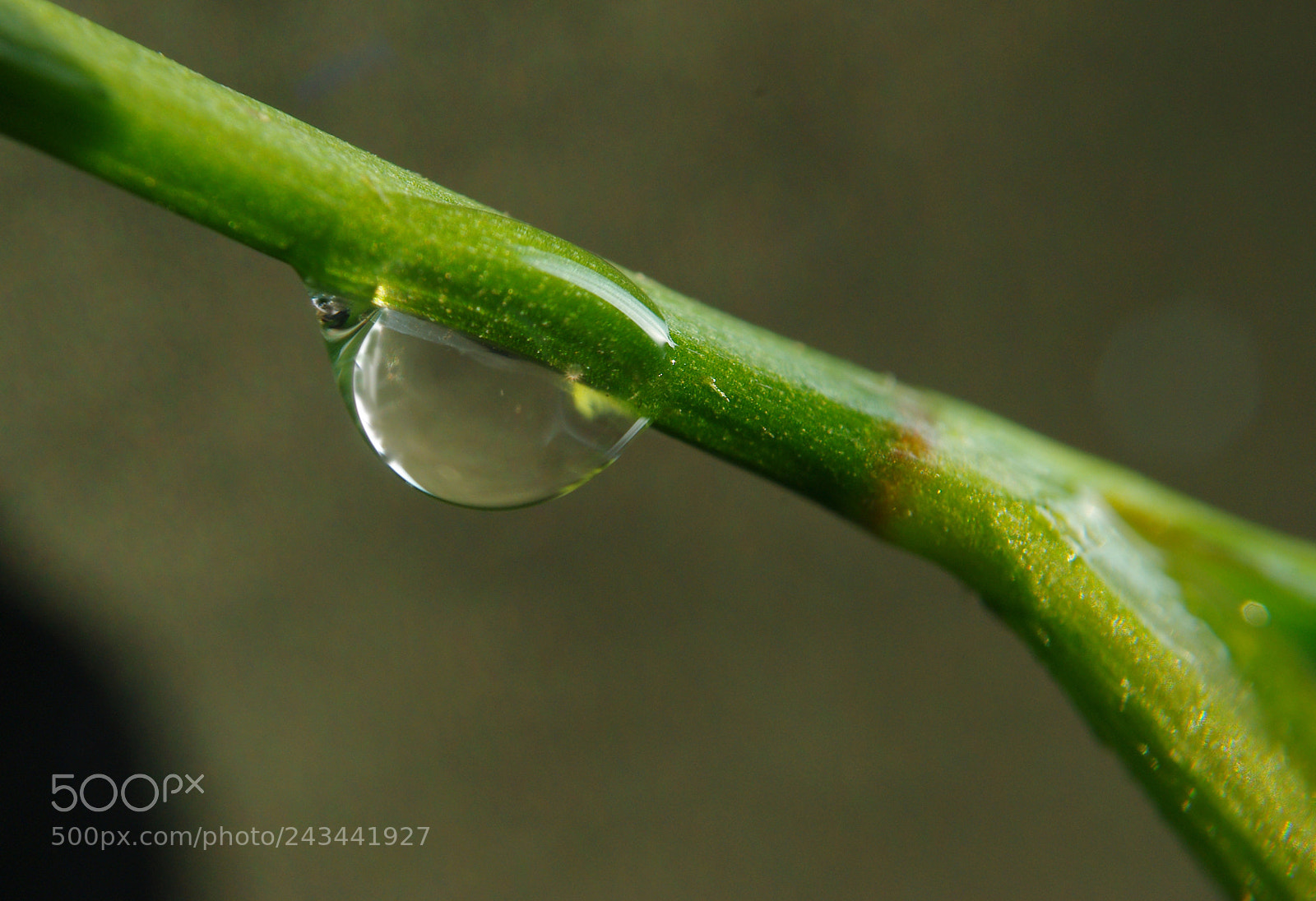 Pentax K200D sample photo. Fresh water photography