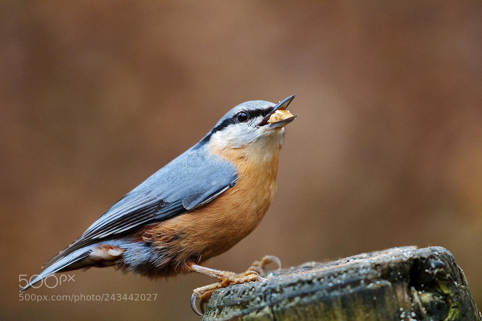 Canon EOS 60D sample photo. Nuthatch  (20502.jpg) photography