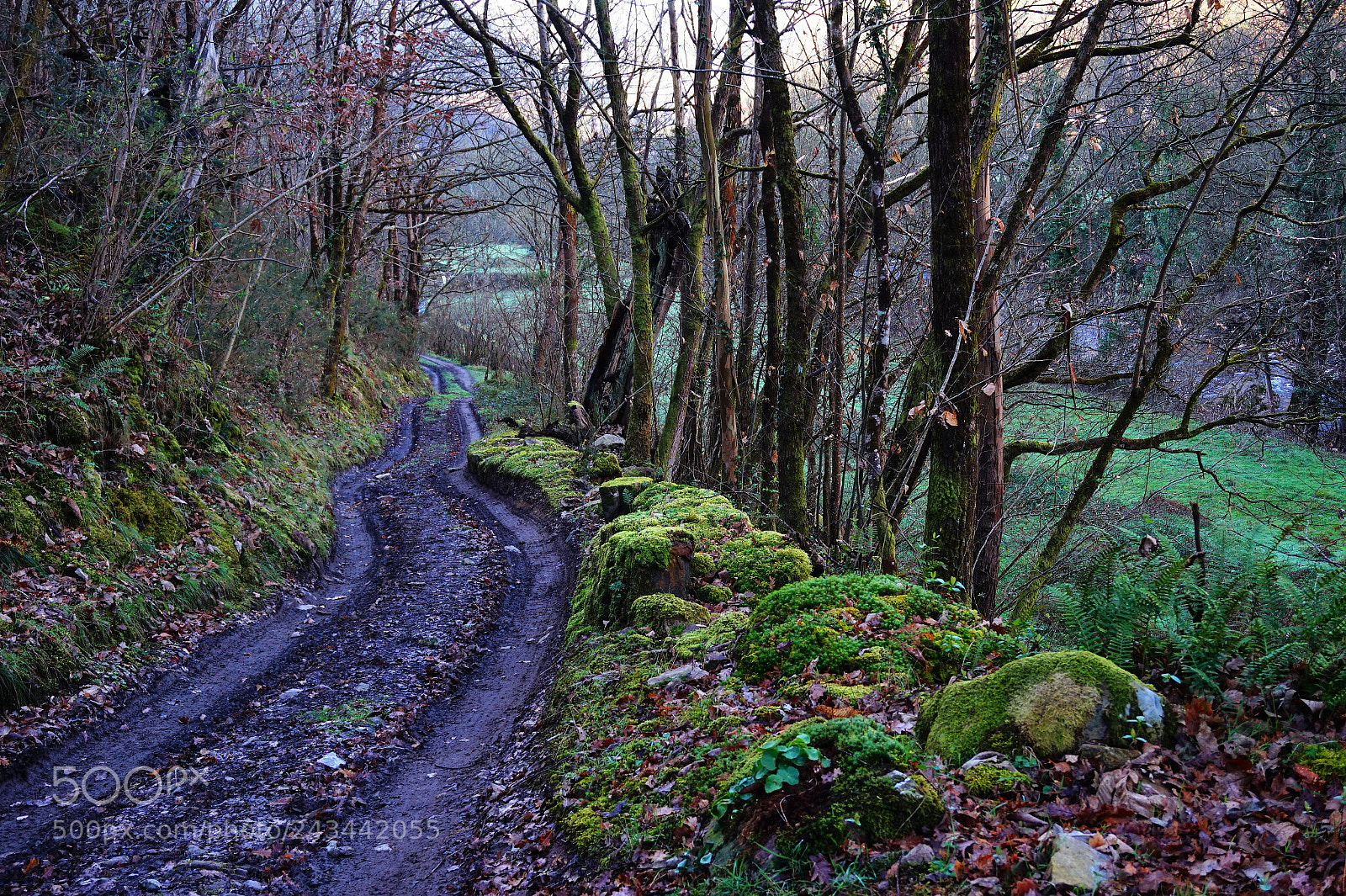 Sony Alpha a5000 (ILCE 5000) sample photo. Woods photography