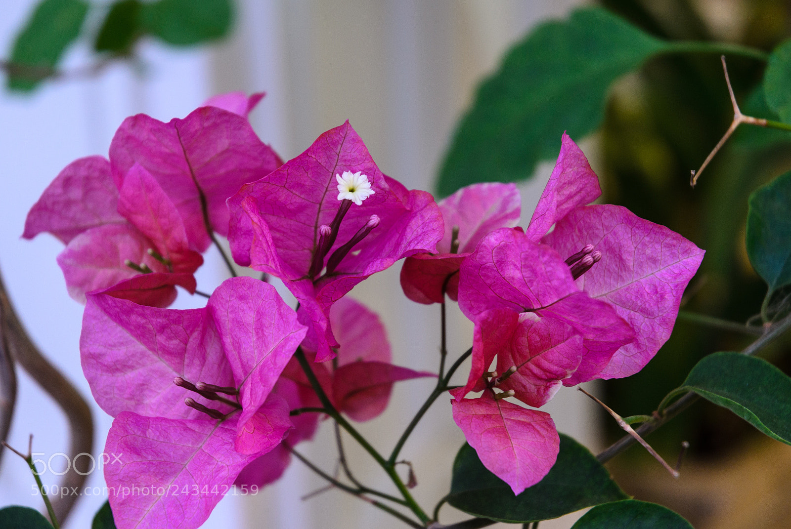 Nikon D5100 sample photo. 290 photography