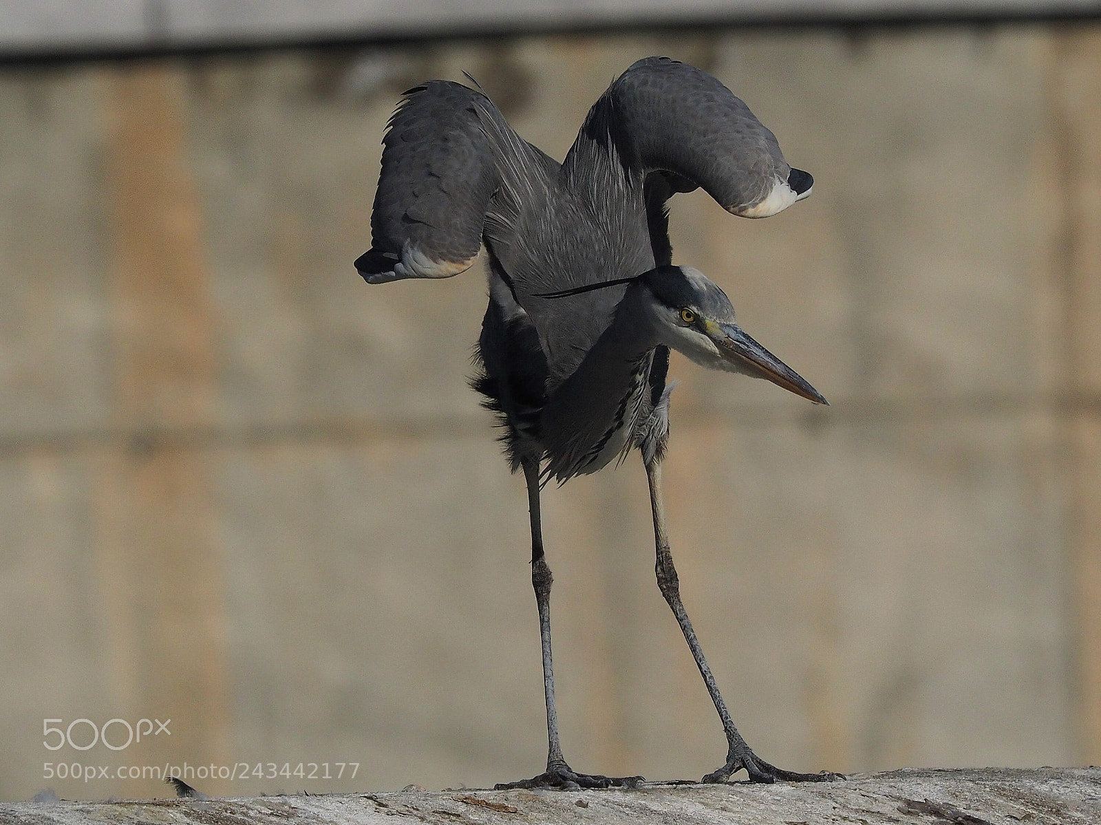Olympus OM-D E-M1 sample photo. Garza real (ardea cinerea) photography