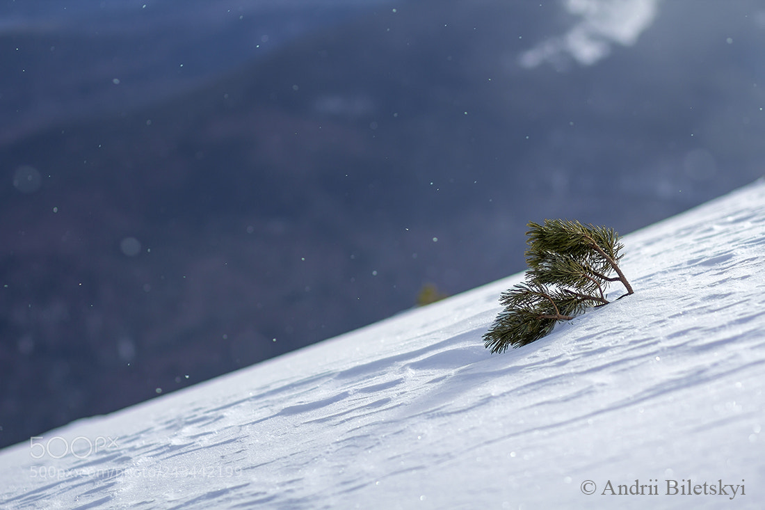 Canon EOS 60D sample photo. In winter photography