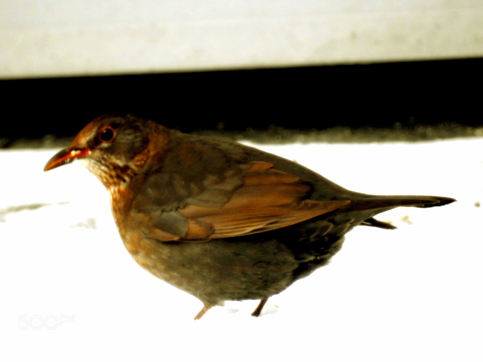 Nikon Coolpix P900 sample photo. Untitled photography