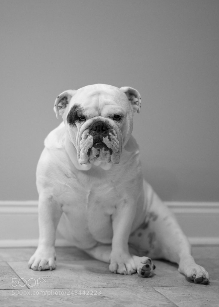 Sony a7R II sample photo. Dsc photography