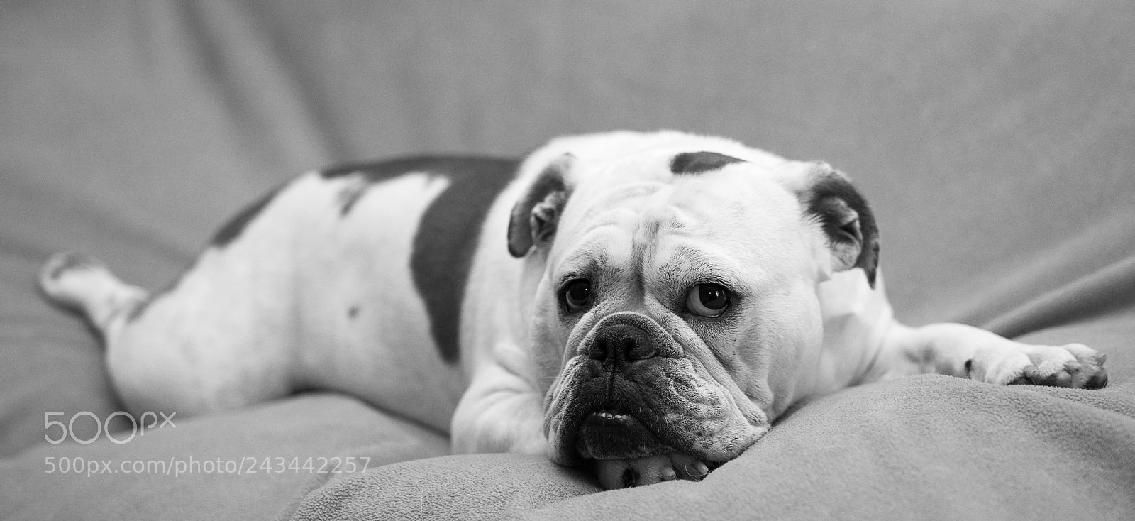 Sony a7R II sample photo. Rosie layout (of ) photography