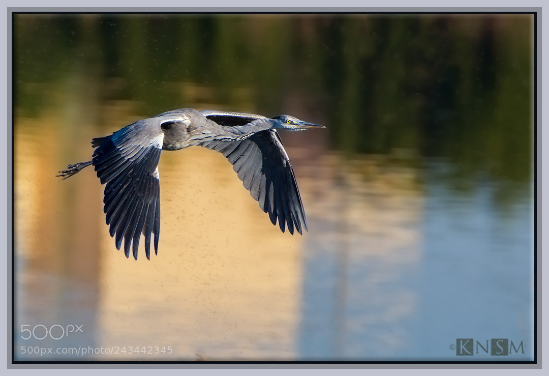 Nikon D7100 sample photo. Heron in flight photography