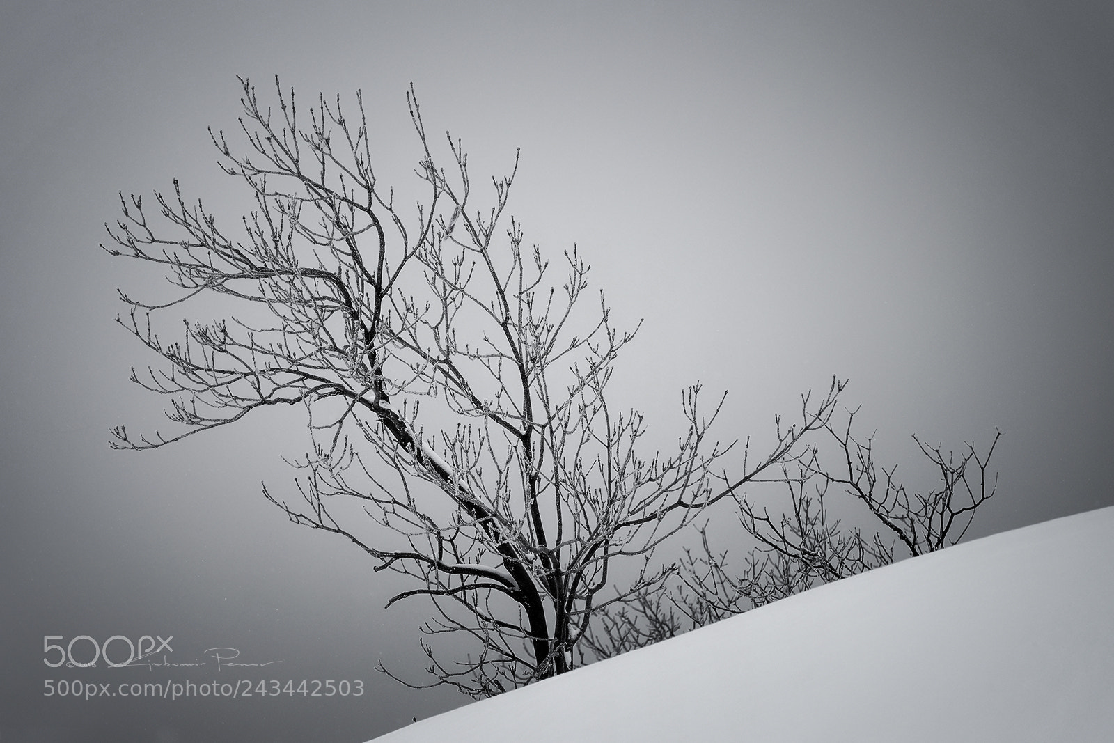 Fujifilm X-T1 sample photo. Frozen tree photography