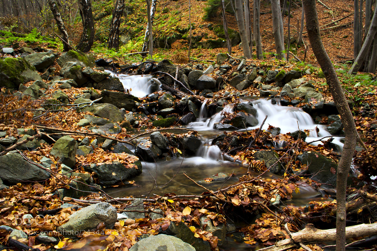 Nikon D3100 sample photo. Autumn vibes photography