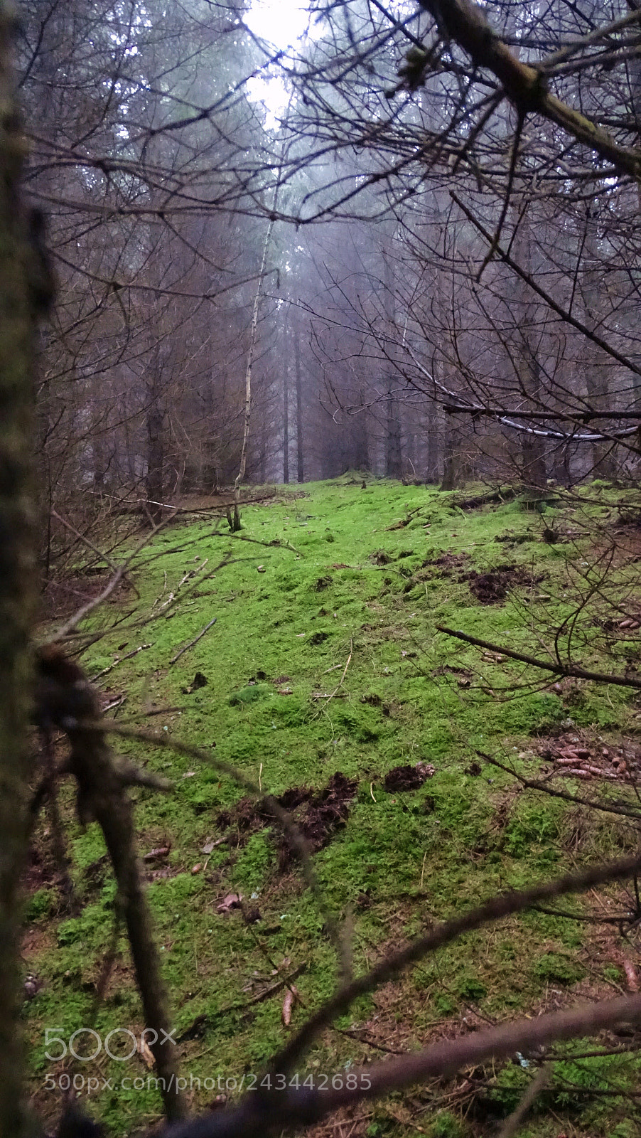 Sony Cyber-shot DSC-HX400V sample photo. Schaurig photography