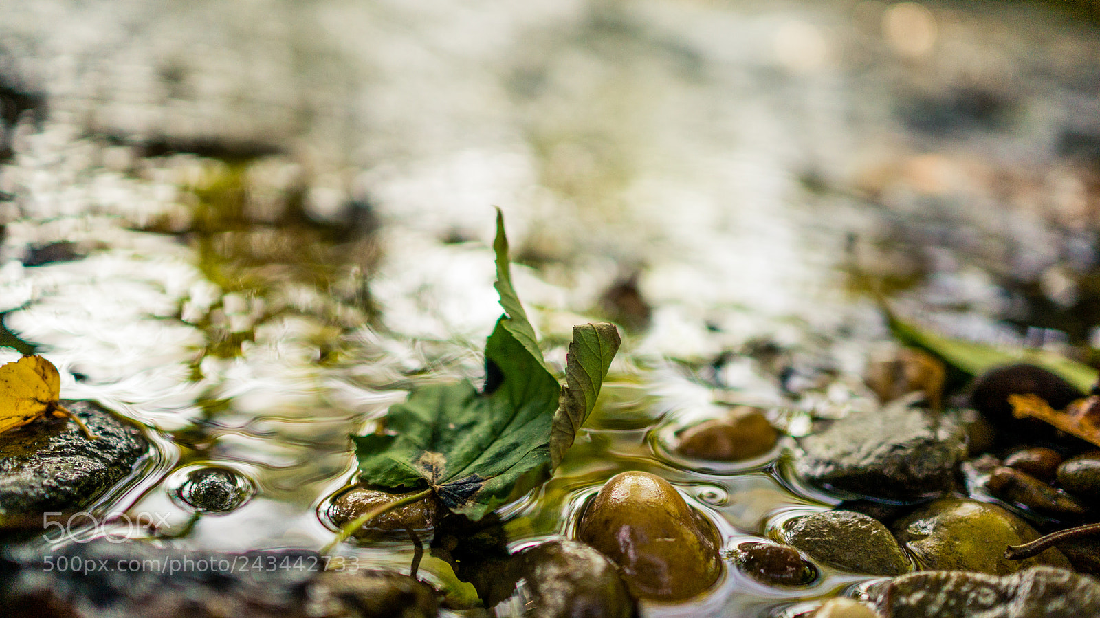Sony Alpha NEX-5R sample photo. The only exception photography