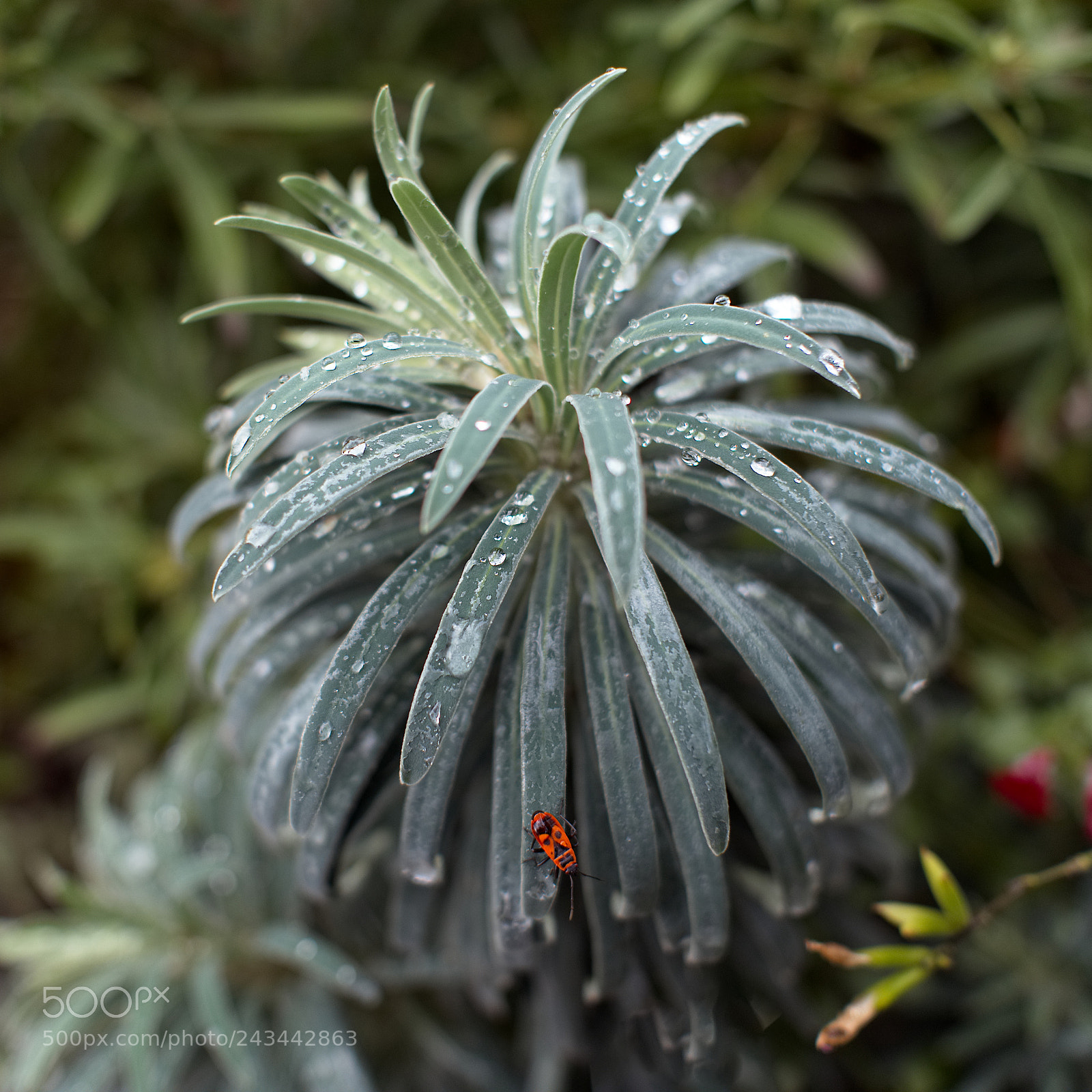 Panasonic Lumix DC-GH5 sample photo. Gardien des diamants photography