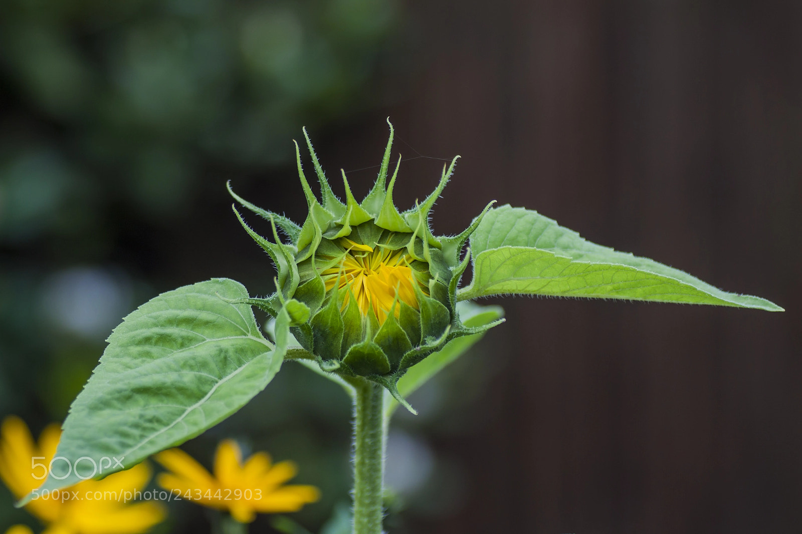 Canon EOS 50D sample photo. Rising sunflower photography