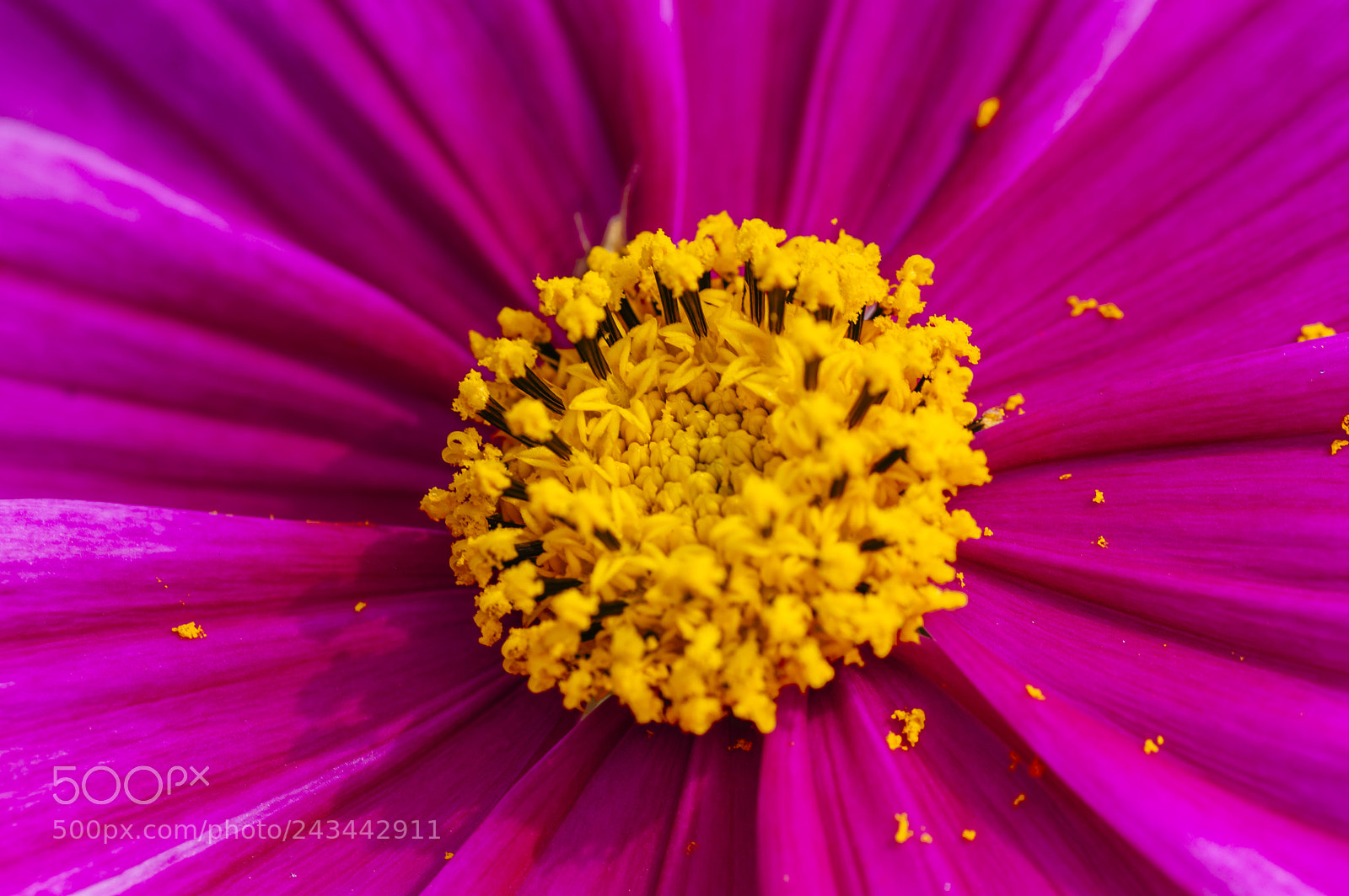 Nikon D3200 sample photo. An island of yellow photography