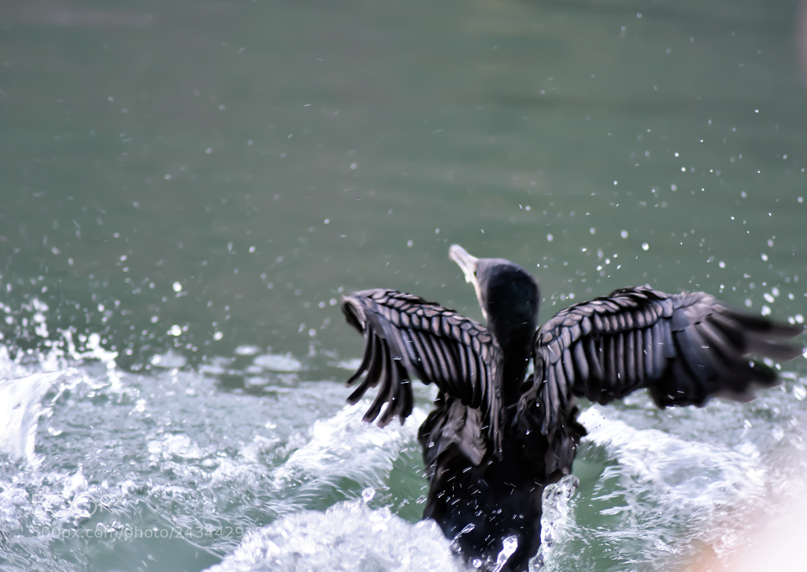 Nikon D7200 sample photo. Flapping photography