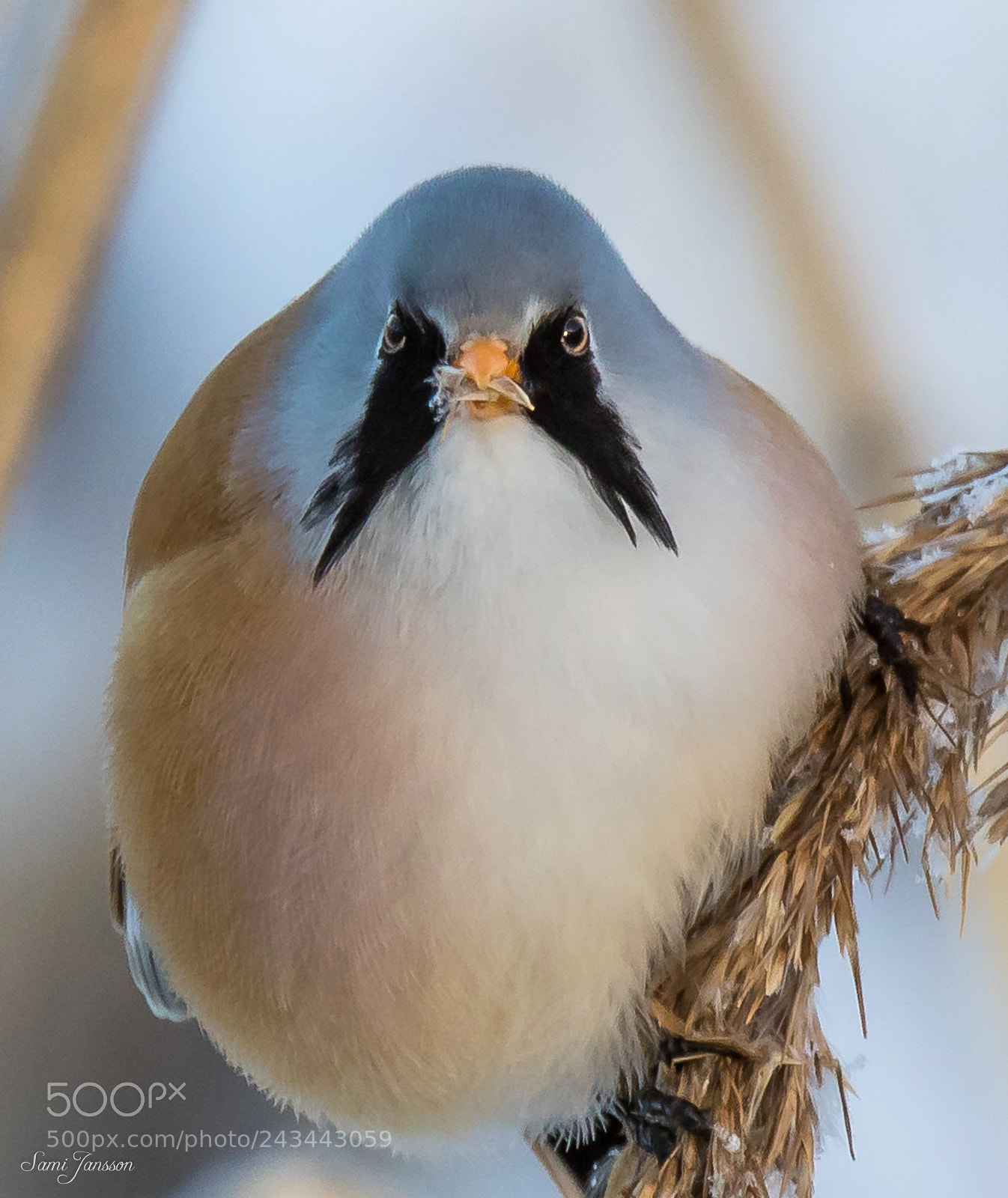 Canon EOS 7D Mark II sample photo. Bearded reedling photography