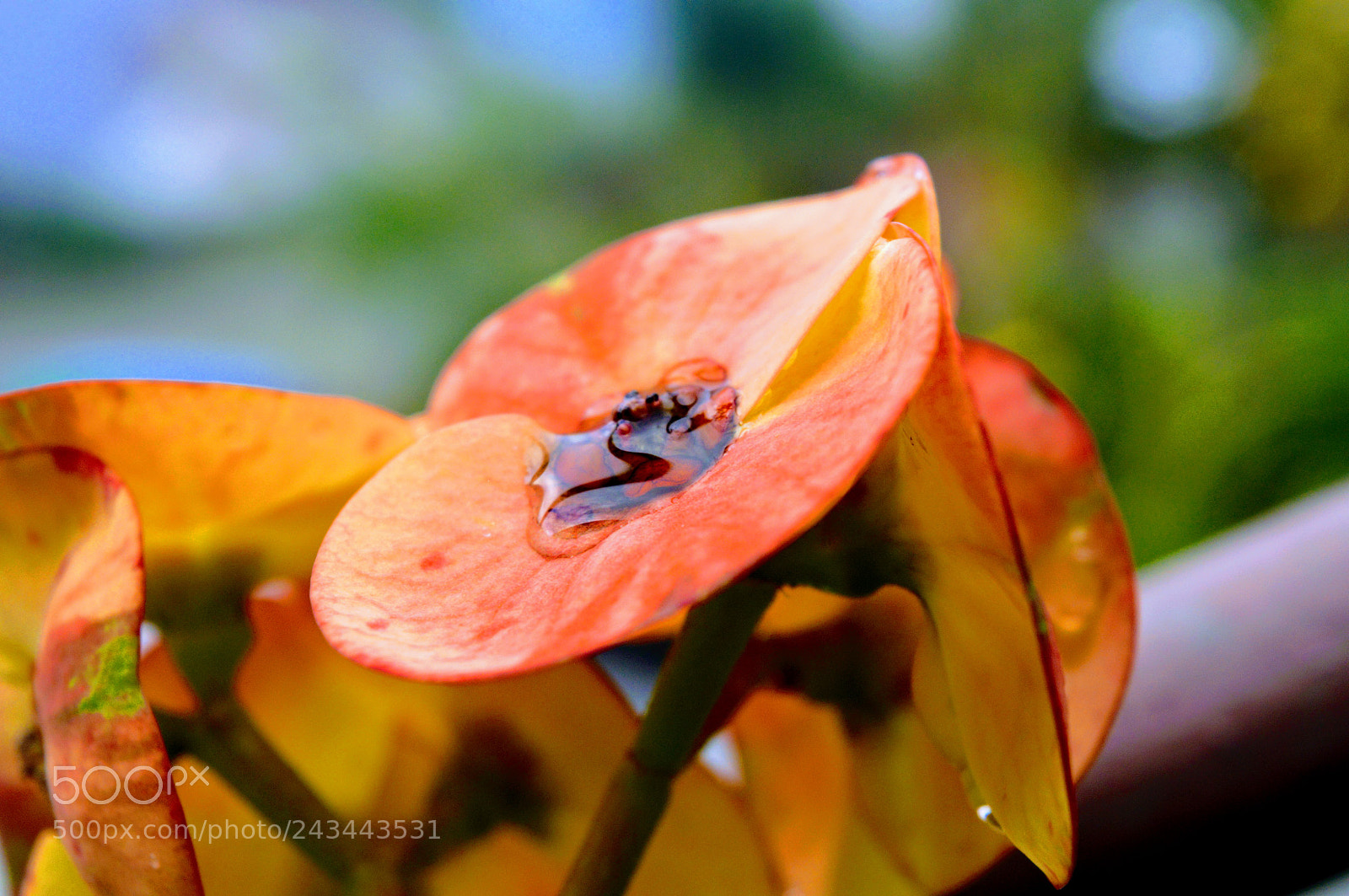 Nikon D3200 sample photo. Euphorbia milii photography