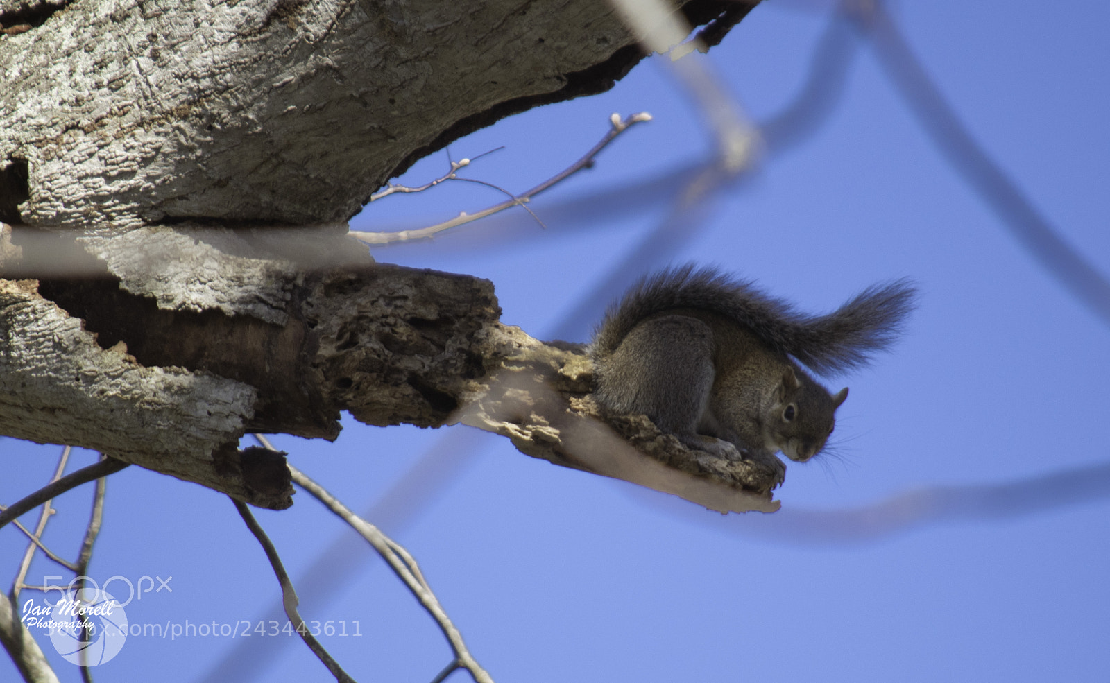 Nikon D5500 sample photo. Squirrel photography