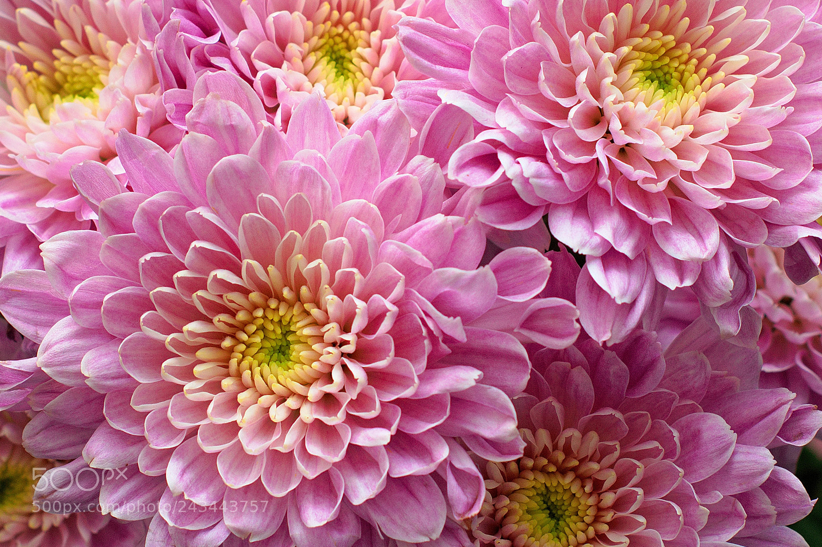 Nikon D3200 sample photo. Pink chrysanth's photography