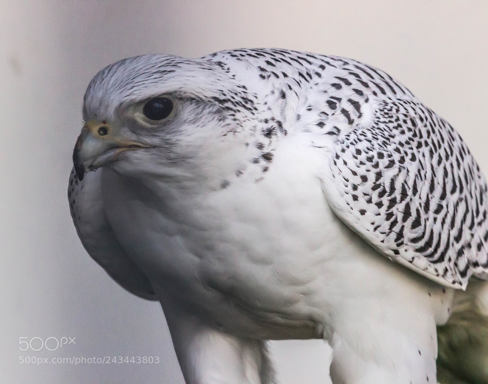 Canon EOS 600D (Rebel EOS T3i / EOS Kiss X5) sample photo. White  gyr falcon photography