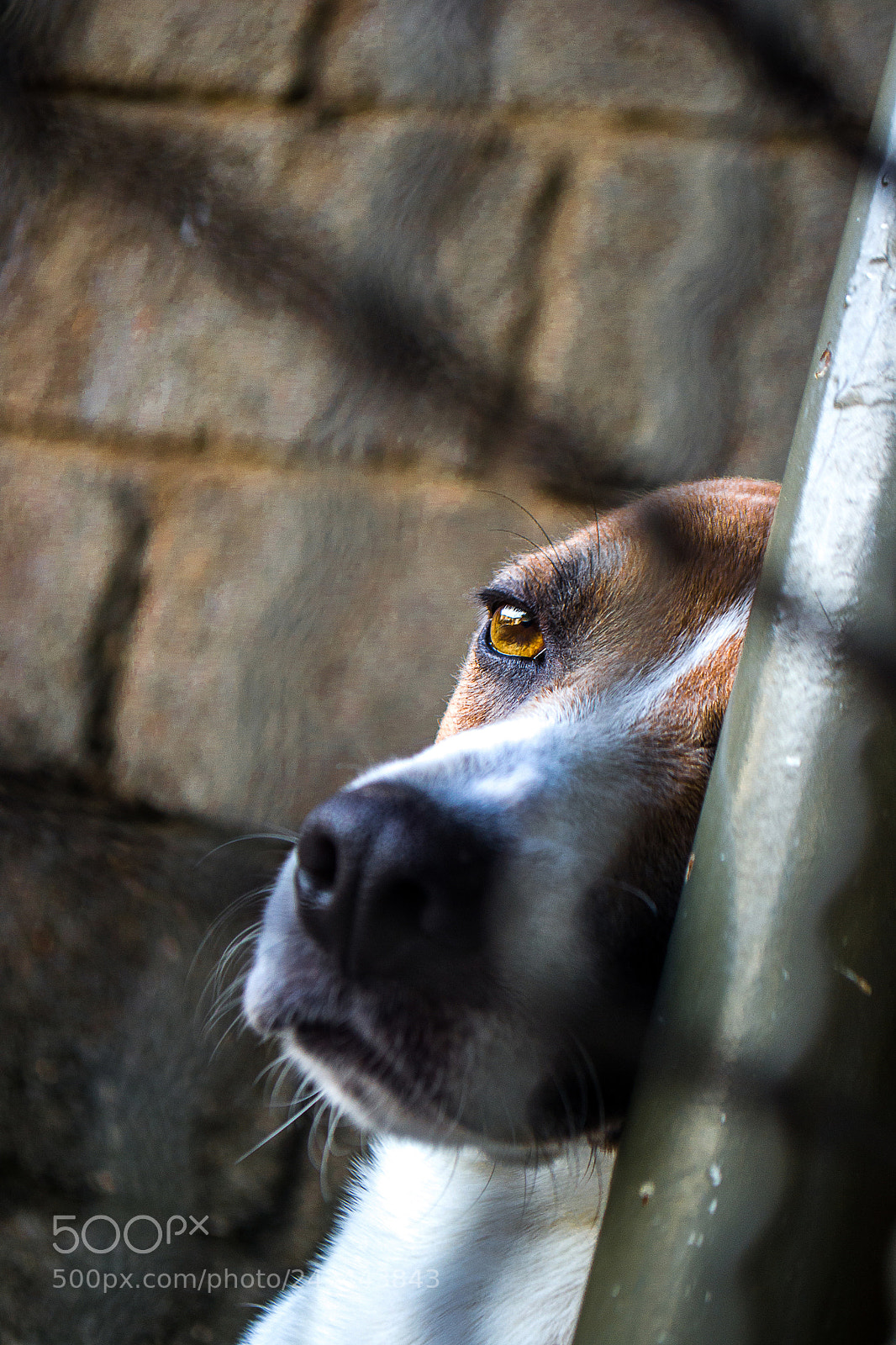 Nikon D3100 sample photo. Dog na bad photography