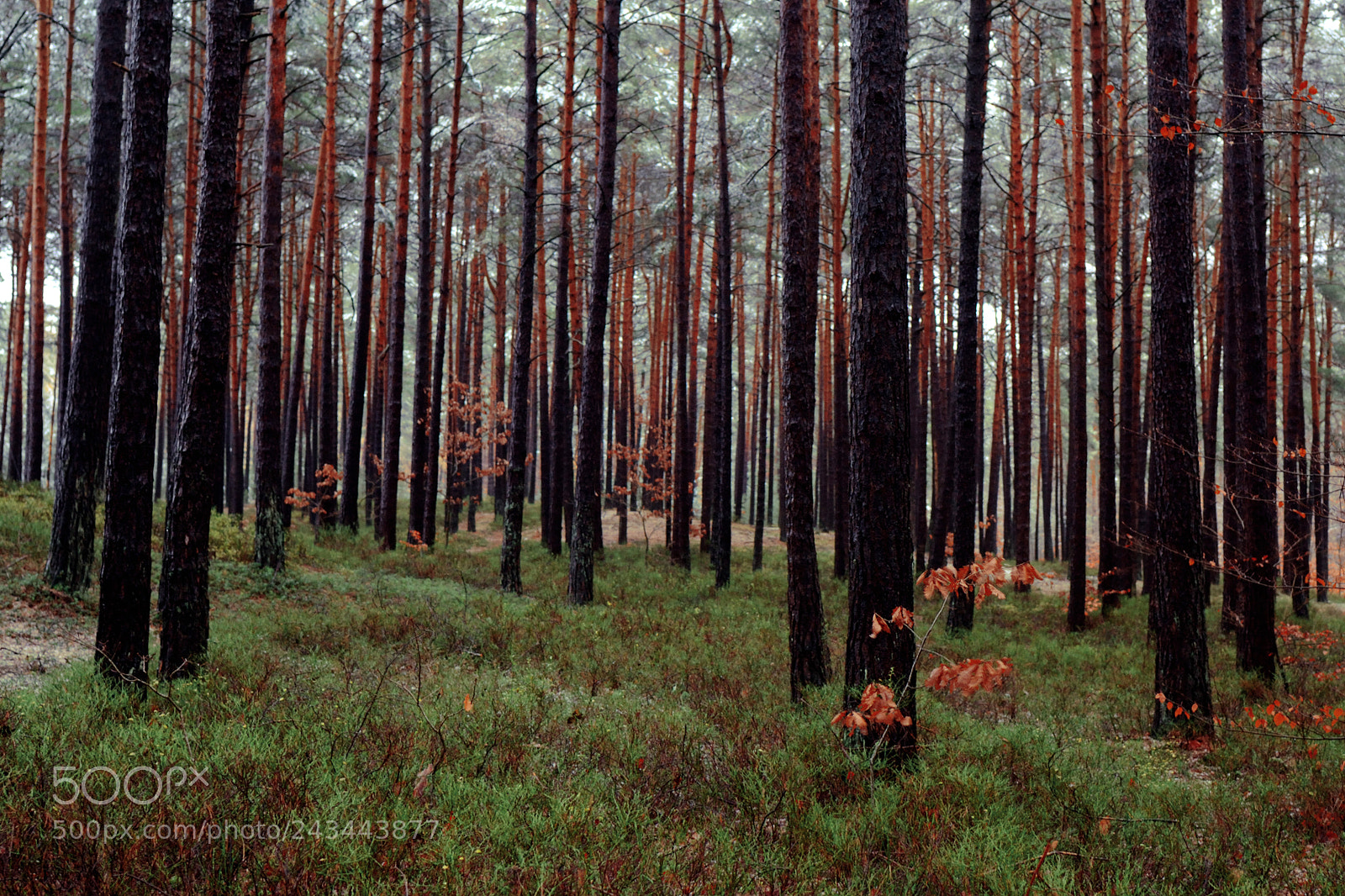 Nikon D3100 sample photo. Pine trees gathering photography