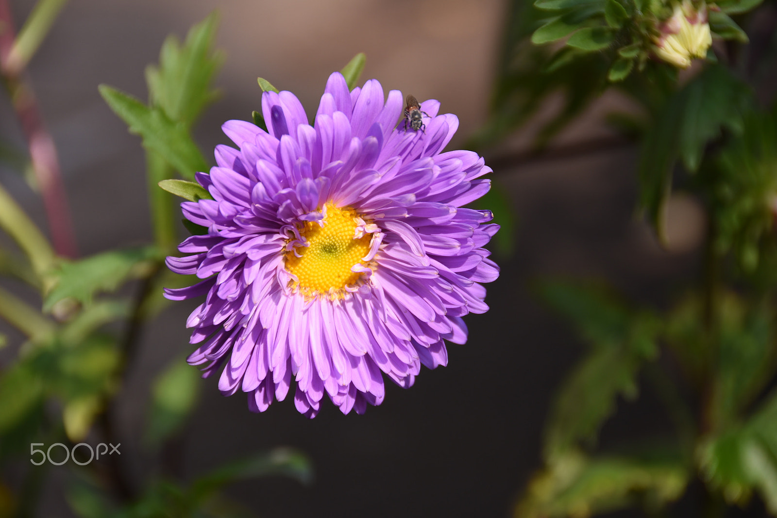Nikon D7200 sample photo. Life is magical photography