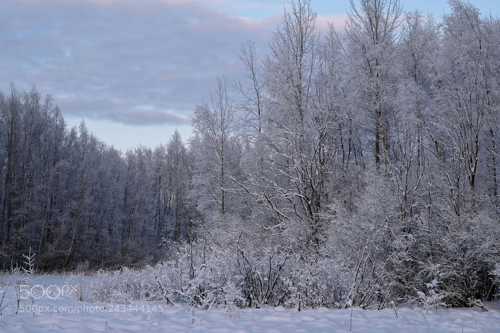 Fujifilm X-T2 sample photo. Trees photography
