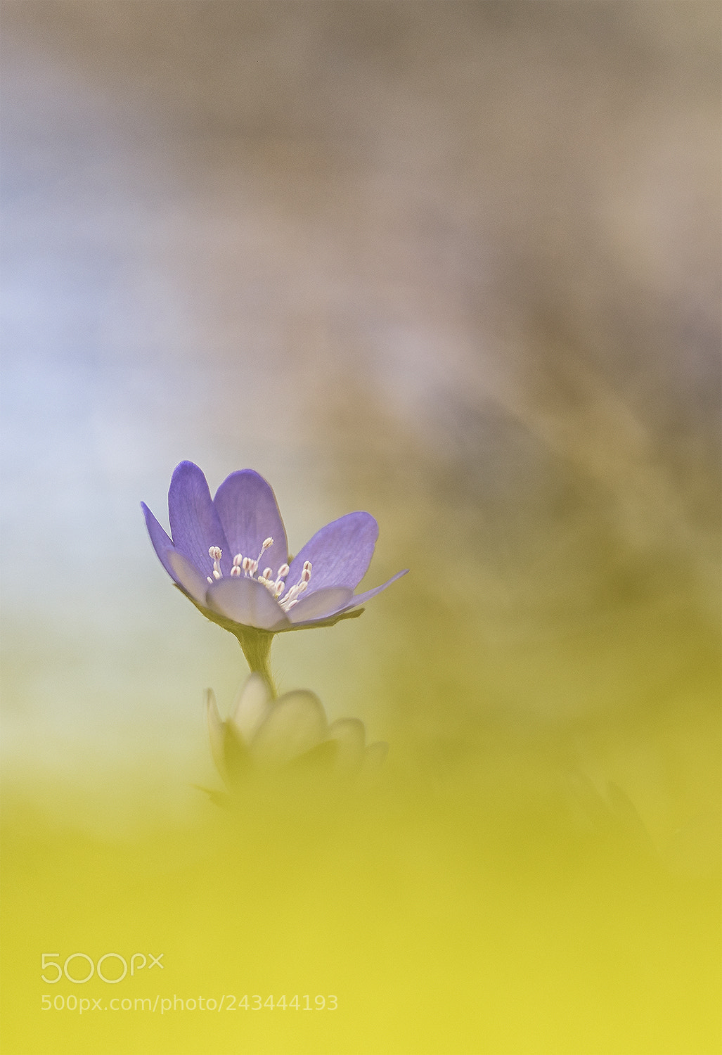 Nikon D750 sample photo. Anemone hepatica photography