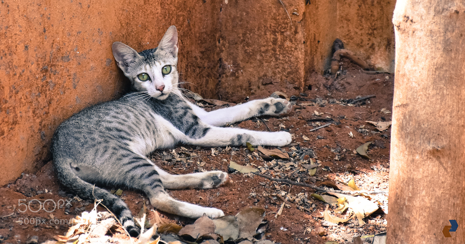 Nikon D5500 sample photo. That attitude photography