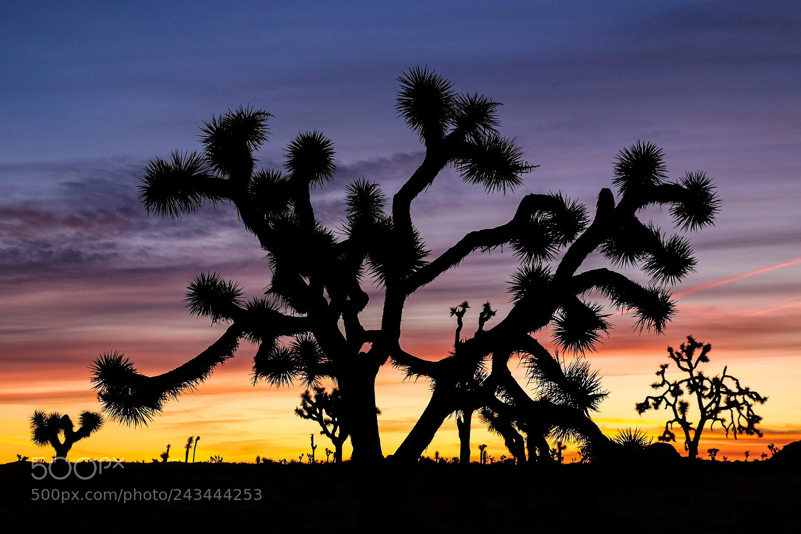 Fujifilm X-T1 sample photo. Joshua tree at sunrise photography