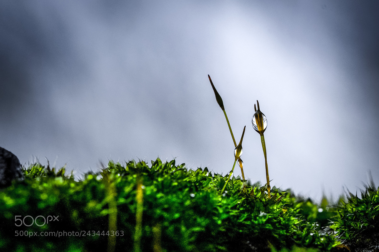 Nikon D500 sample photo. Magical micro world photography
