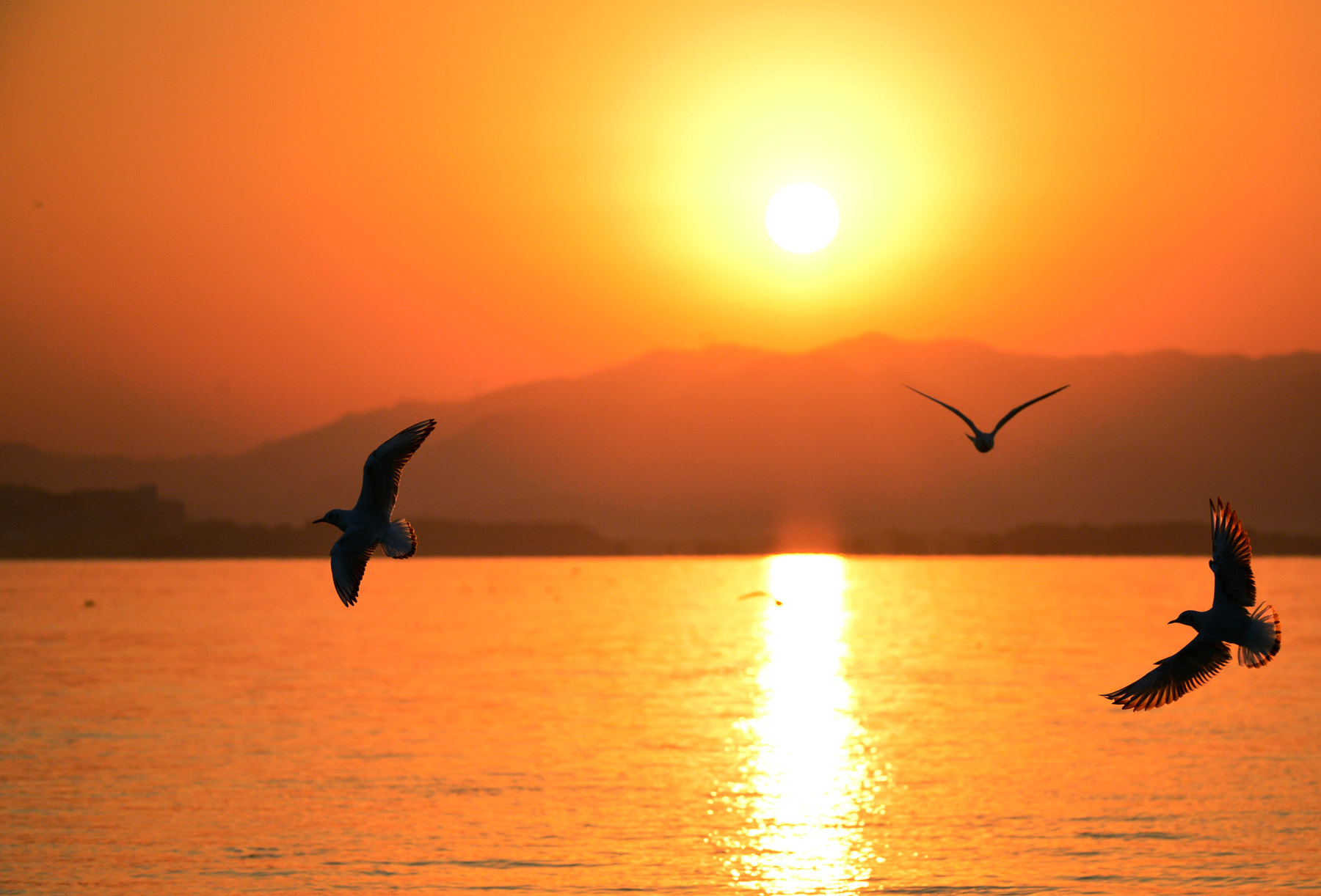 Sigma 150-600mm F5-6.3 DG OS HSM | S sample photo