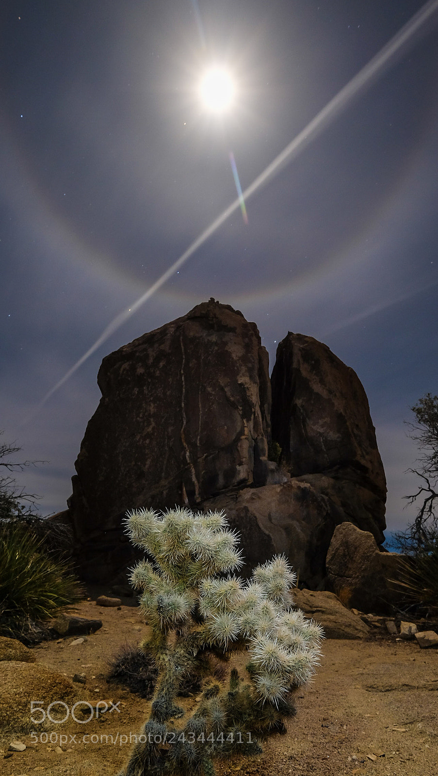 Fujifilm X-T1 sample photo. Cholla cactus illuminated by photography