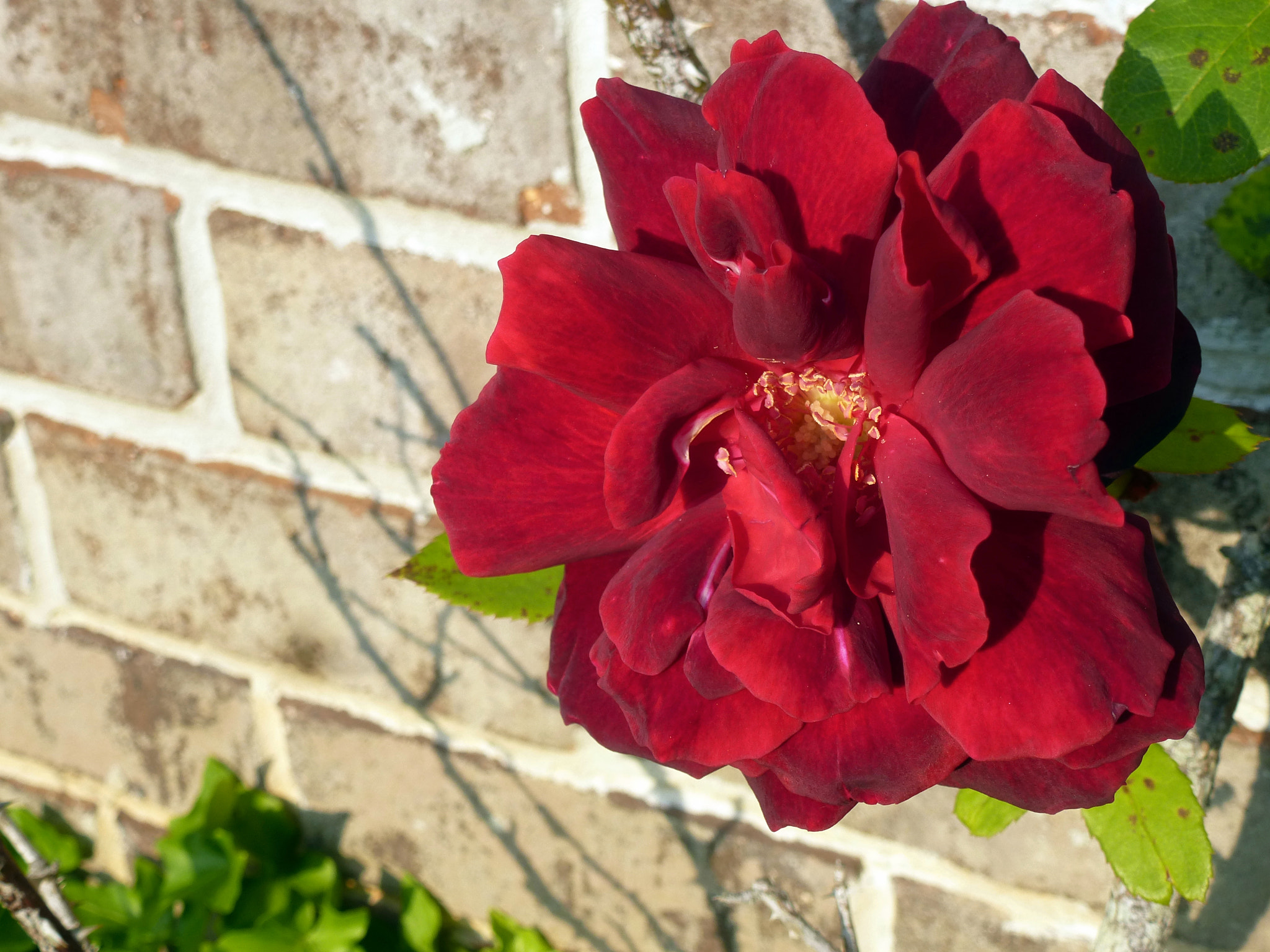 Panasonic DMC-ZS15 sample photo. Confederate rose photography