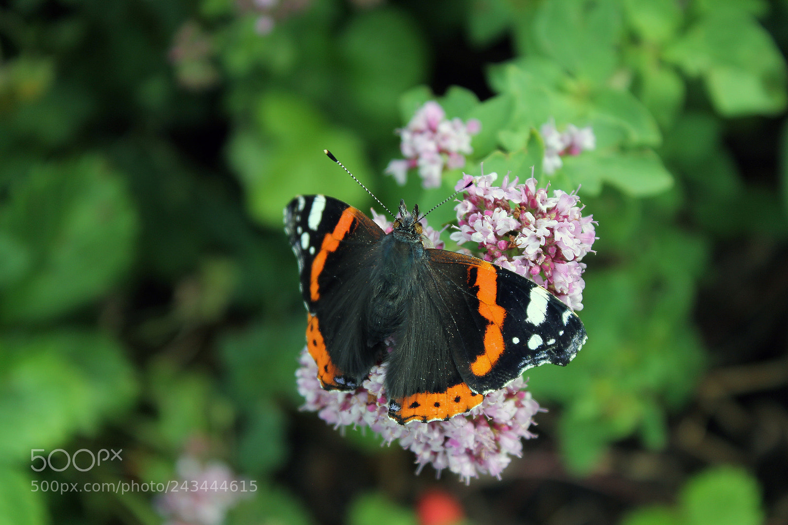 Canon EOS 1100D (EOS Rebel T3 / EOS Kiss X50) sample photo. Vanessa atalanta ♥ photography
