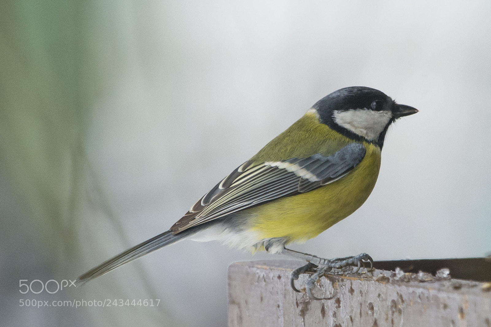 Nikon D7100 sample photo. Great tit photography