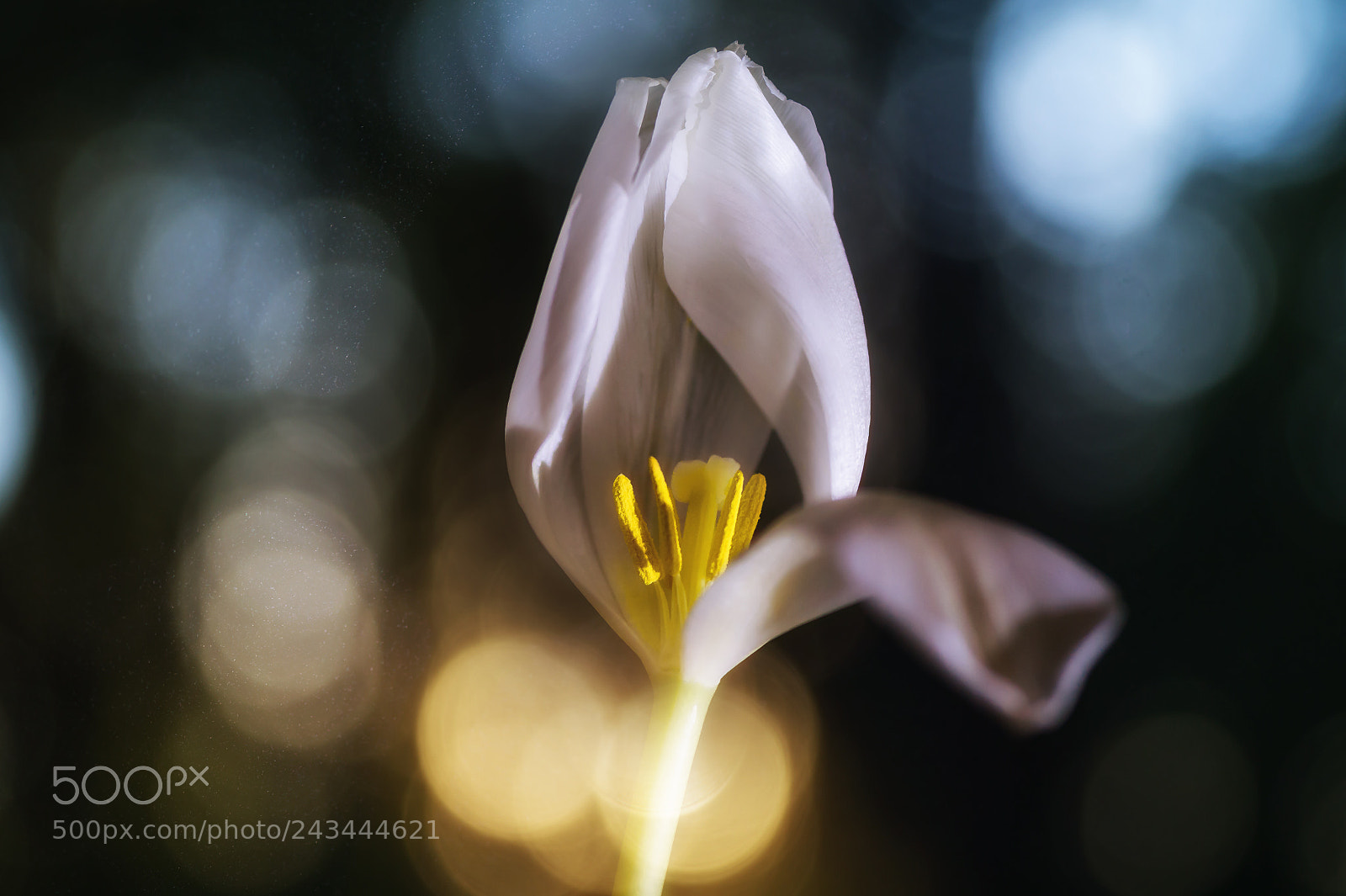 Nikon D4 sample photo. Mature tulip photography