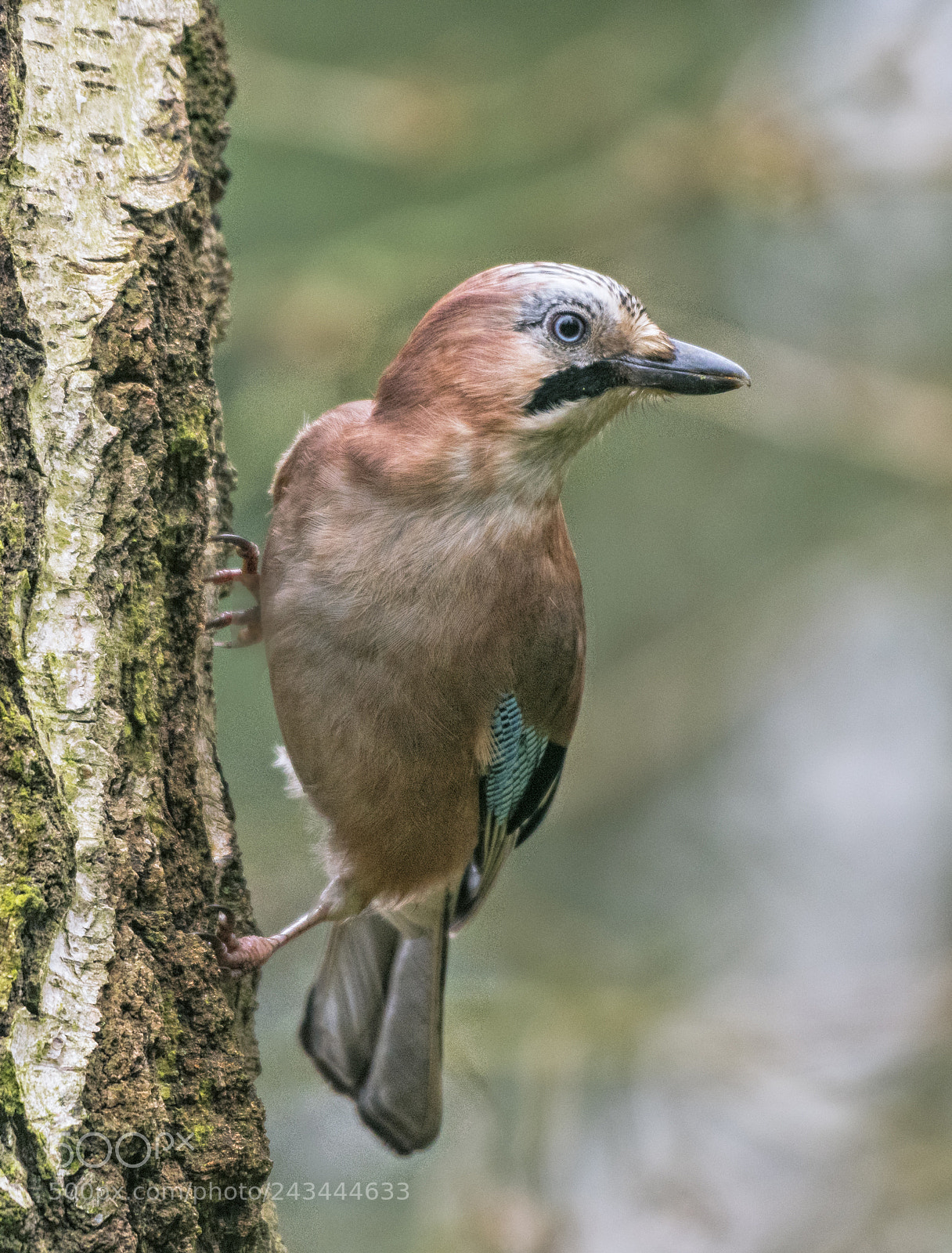 Nikon D500 sample photo. Eurasian jay photography