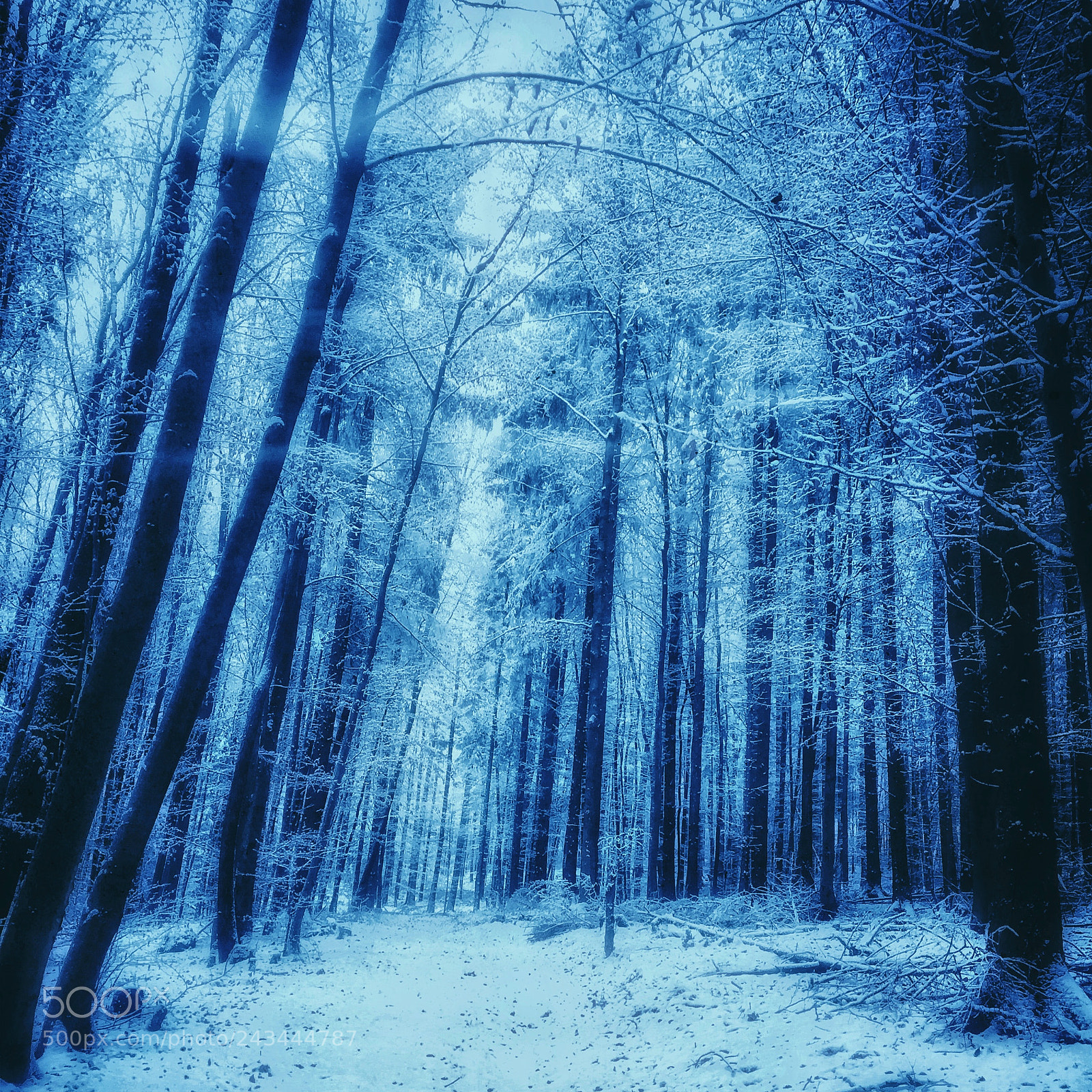 Apple iPhone 6s sample photo. Winter wonderland photography