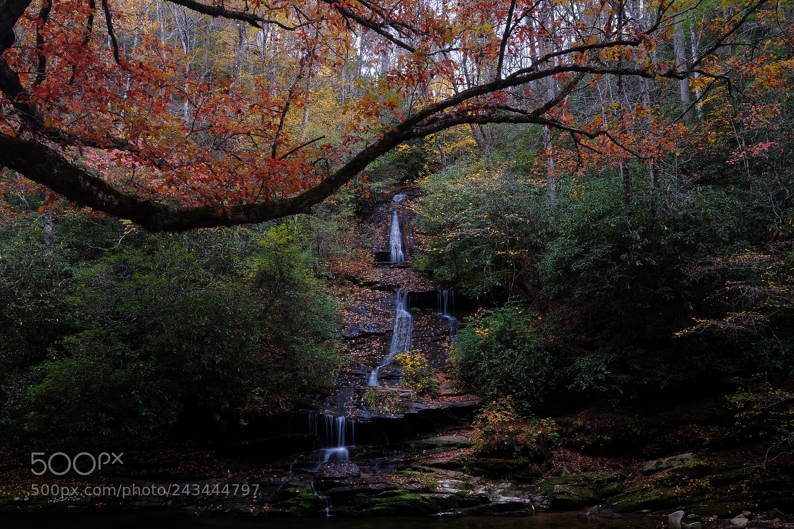 Fujifilm X-T1 sample photo. Tom branch falls in photography