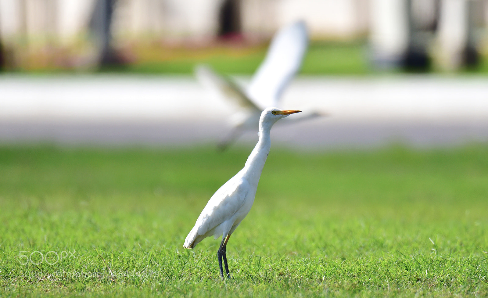 Nikon D750 sample photo. A beautiful staring egret ....! photography