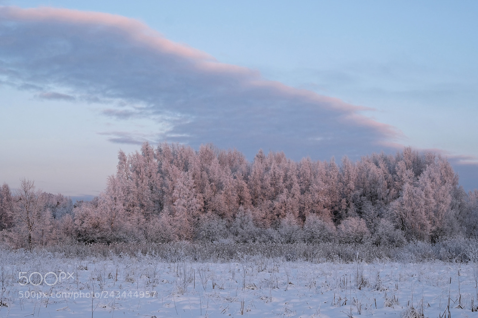 Fujifilm X-T2 sample photo. Trees photography