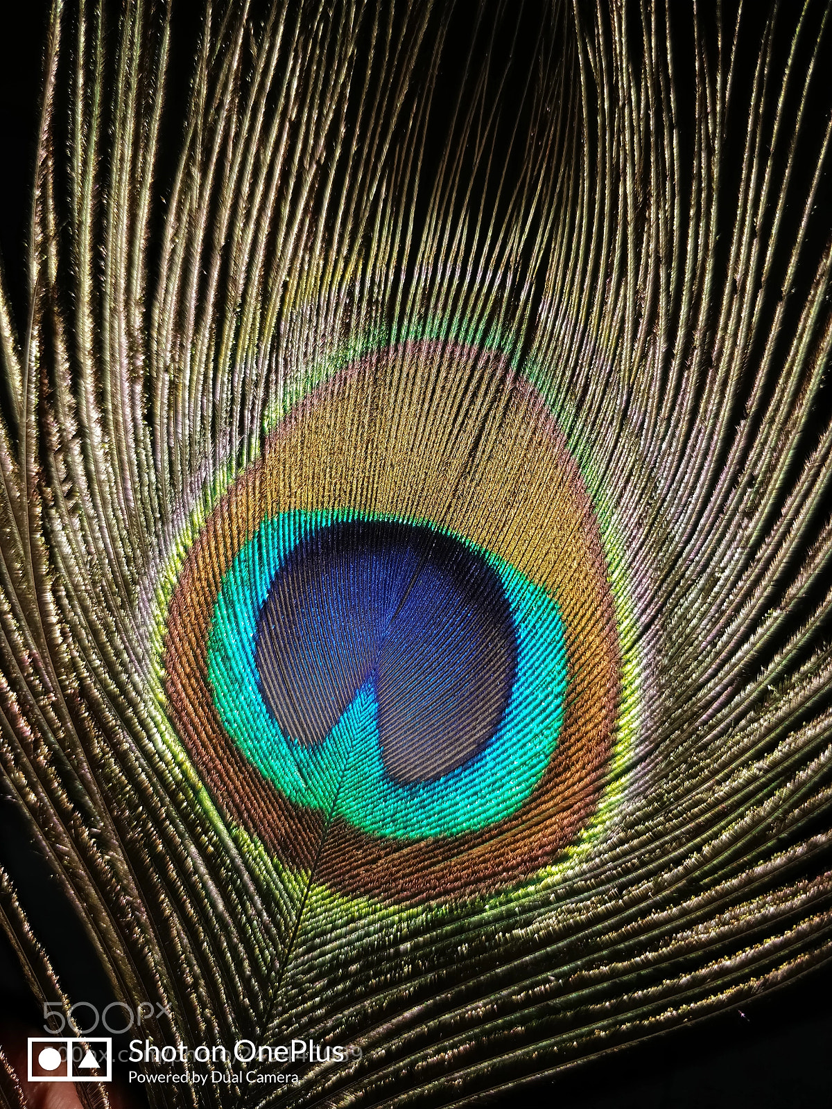 OnePlus 5T sample photo. Peacock feathers photography